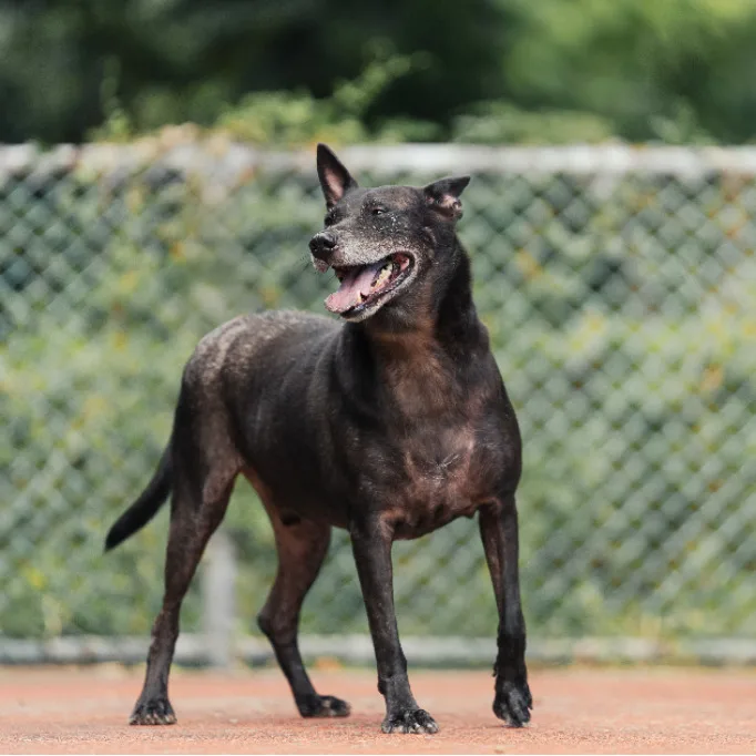 混種犬
