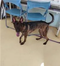 混種犬