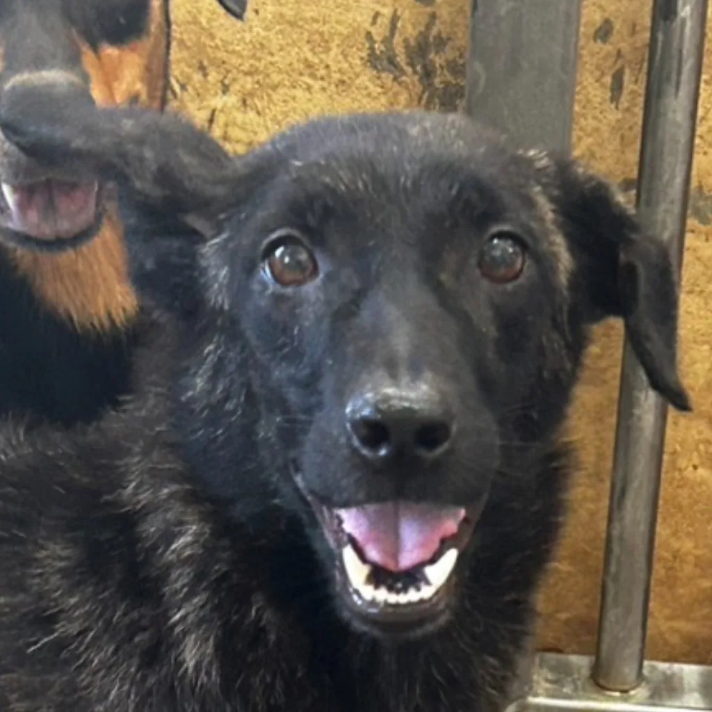 混種犬