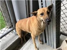 混種犬