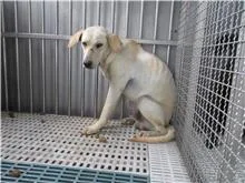 混種犬
