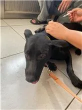 混種犬