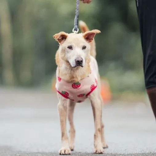 混種犬