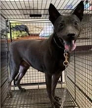 混種犬