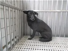 混種犬