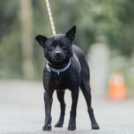 混種犬