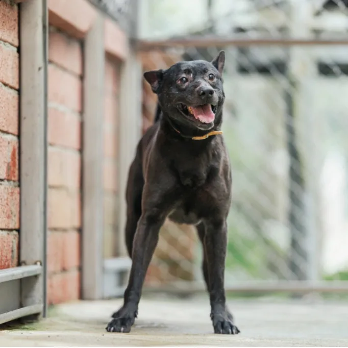 混種犬