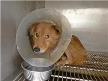 混種犬