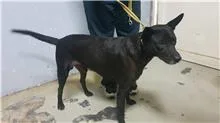 混種犬