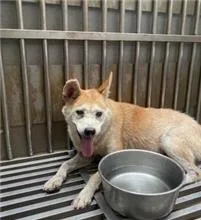 混種犬