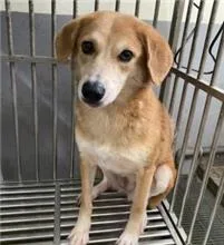 混種犬