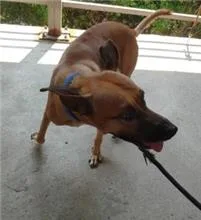 混種犬