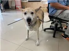 混種犬