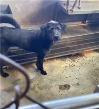 混種犬