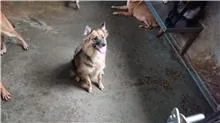 混種犬