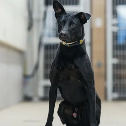 混種犬