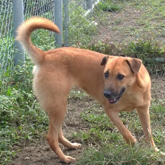 混種犬