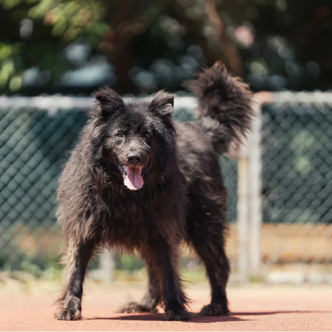 混種犬