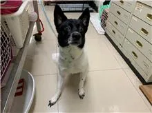 混種犬