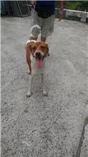 混種犬