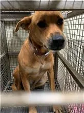 混種犬