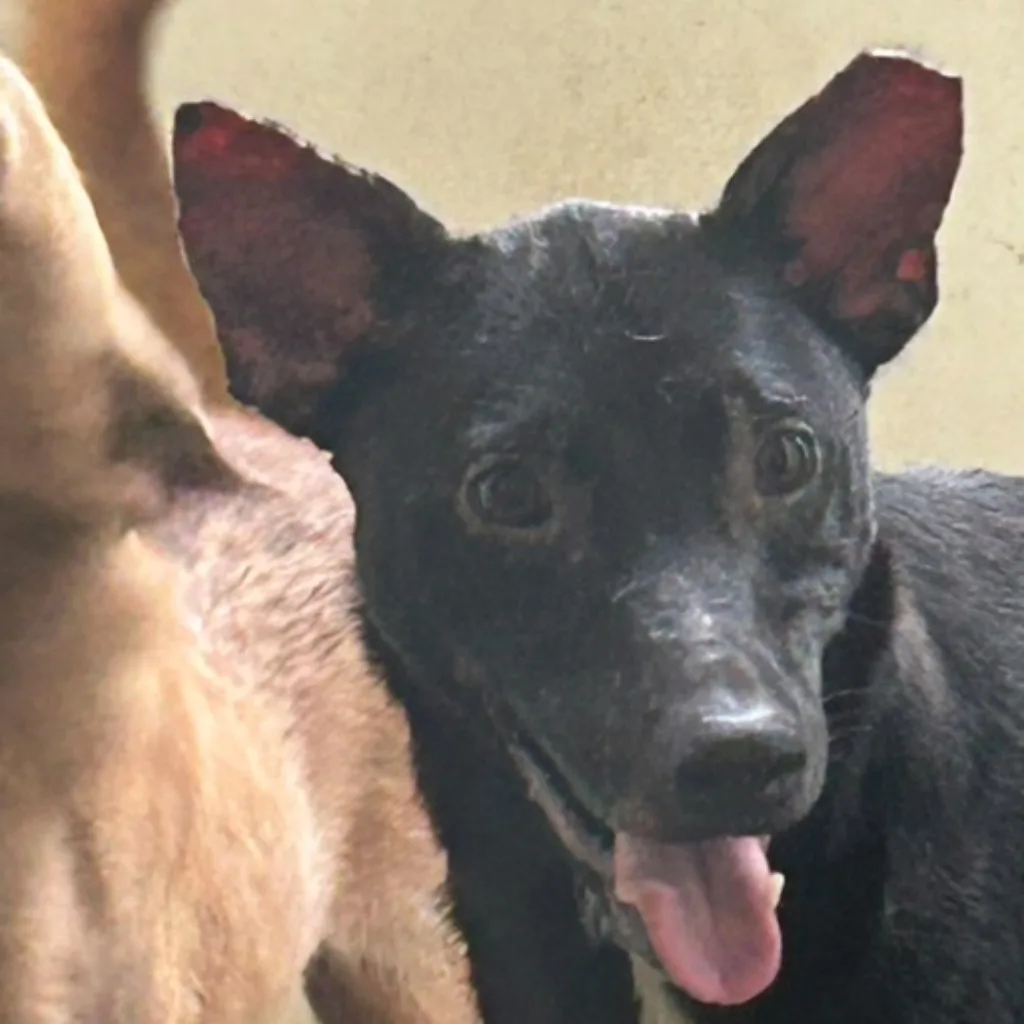 混種犬