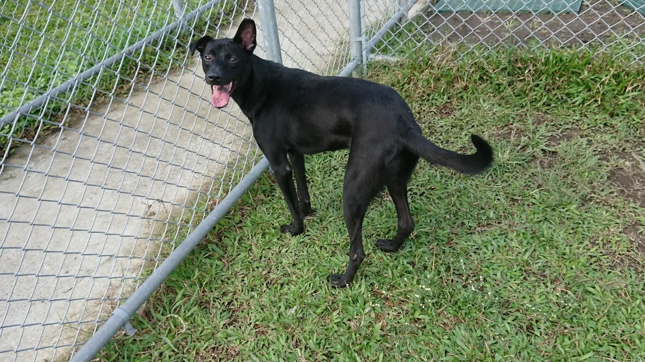 混種犬