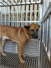 混種犬