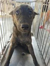 混種犬