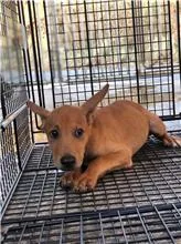 混種犬