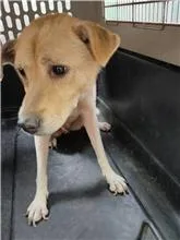 混種犬