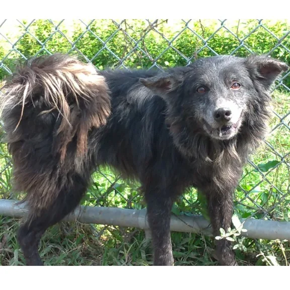 混種犬
