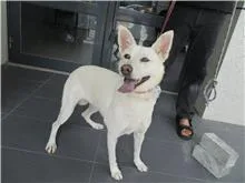 混種犬