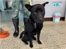 混種犬