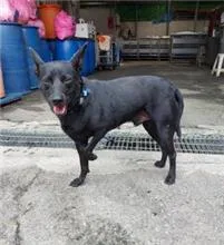 混種犬