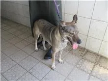 混種犬