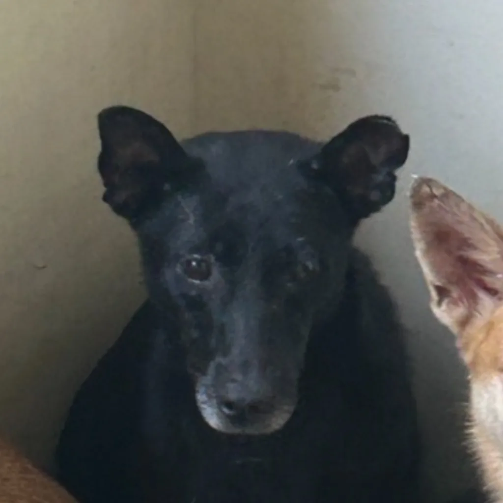 混種犬