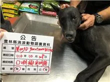 混種犬
