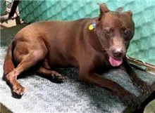 台灣犬