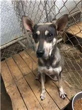 混種犬