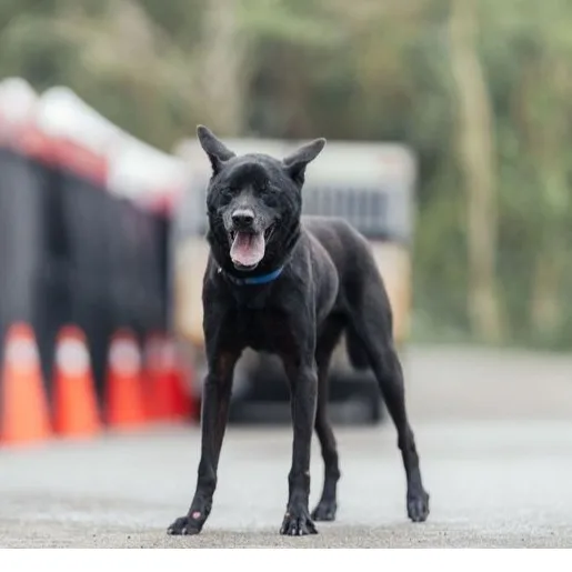 混種犬