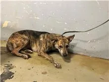 混種犬