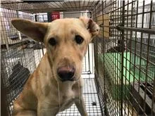 混種犬