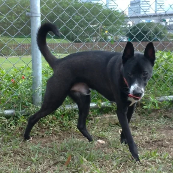 混種犬