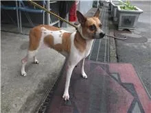 混種犬