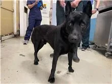 混種犬