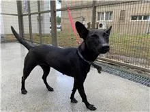 混種犬
