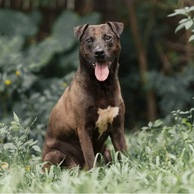 比特犬