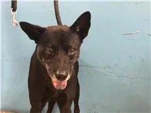 混種犬