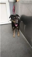 混種犬